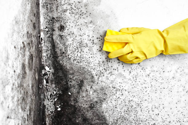 Best Mold Odor Removal Services  in East Rancho Dominguez, CA