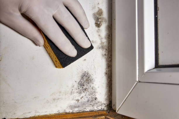 Best Black Mold Removal  in East Rancho Dominguez, CA